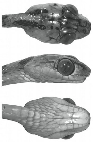 èѧΪImantodes chocoensisΪͷ