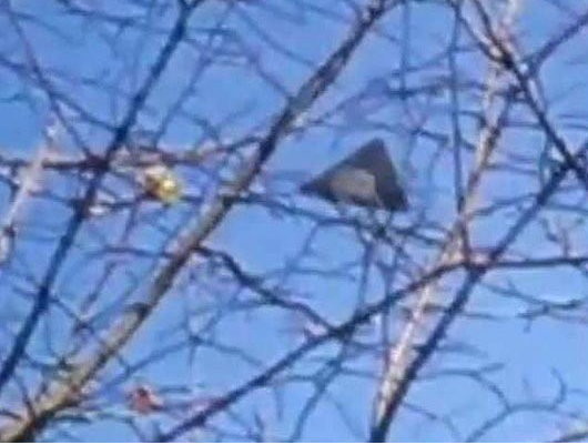 ءƬɵ54γӢԼ˿ɭϿ