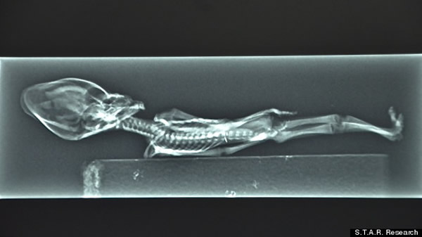 赫勒(Paul Hellyer)表示,曾经有美国退役飞行员向他透露军方与外星人有所合作。