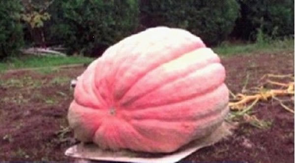 美国男子培育出近700公斤重巨型粉色南瓜