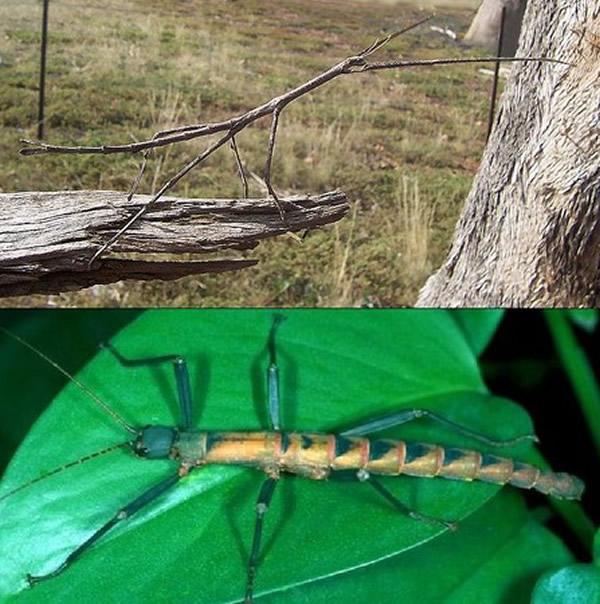 一般竹节虫(上)与Conlephasma enigma竹节虫(下)可以说是天差地远。
