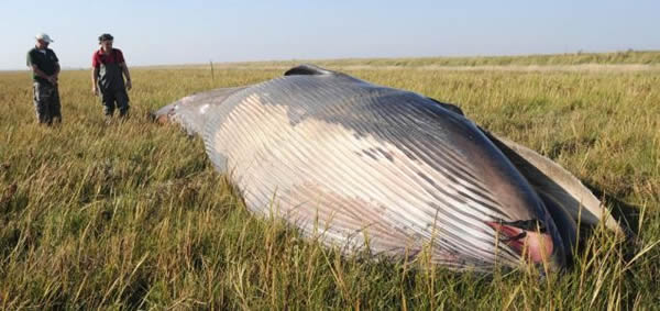 ������˼��Ӣ��һ�����;���ʬ�徹�������밶700���ߴ�