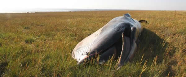 ������˼��Ӣ��һ�����;���ʬ�徹�������밶700���ߴ�