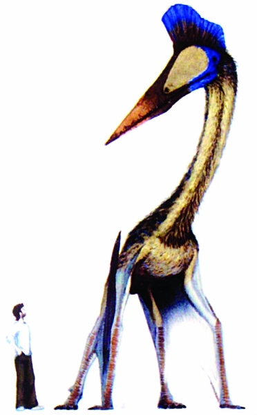 披羽蛇翼龙与人的大小比较