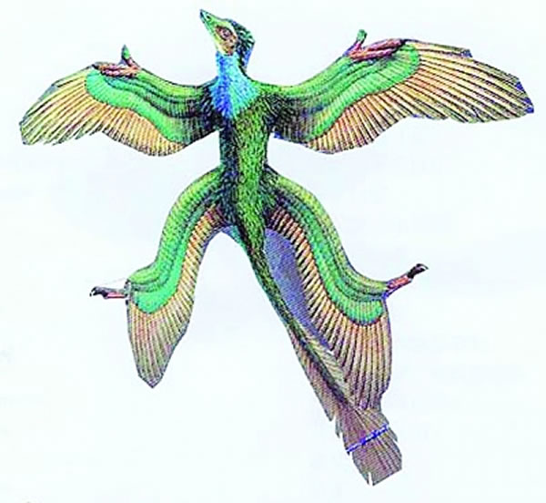 有四个翅膀的顾氏小盗龙复原图