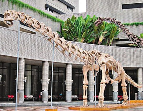 香港将举行“恐龙夜派对” 展出炳灵大夏巨龙