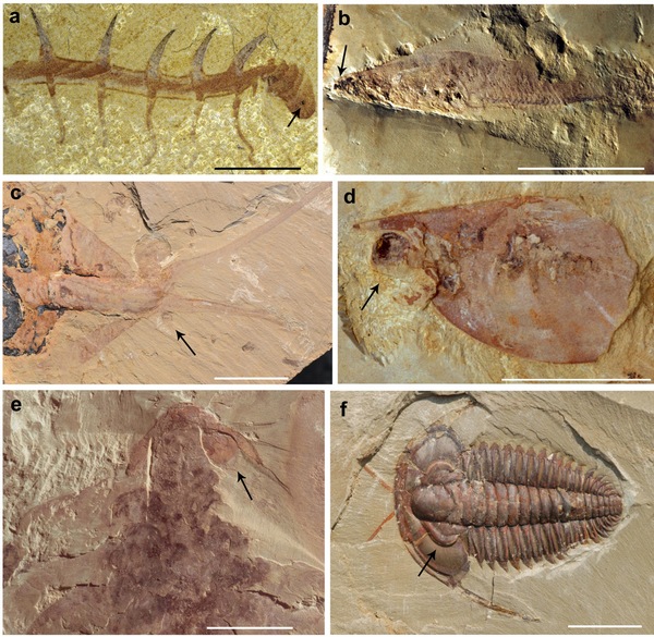 �ν�����Ⱥ�����������۾��Ķ������