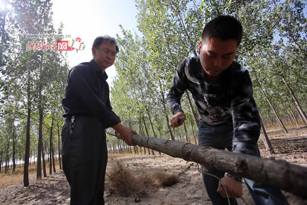 ʯ��ׯ�����ӱ��������־�����������Ŀ����