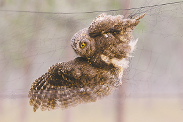 ײ�����ϵ�Сèͷӥ��Խ��������Խ����