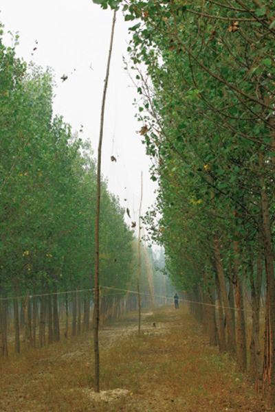 ���Ų���������200���׳���