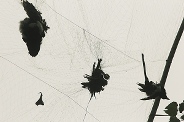 ���ڲ������ϵ��������