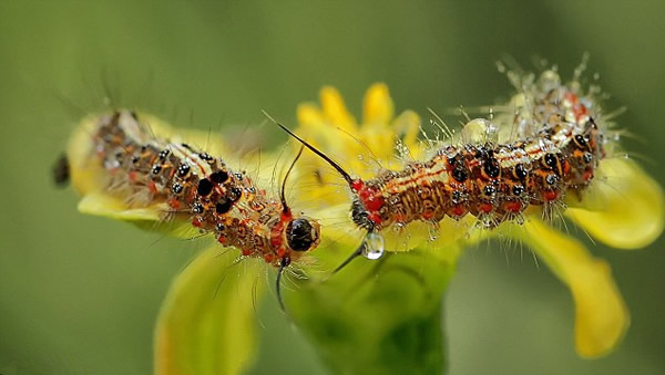 һ��ëë��ӵ�Ǵӻ����ϵ���