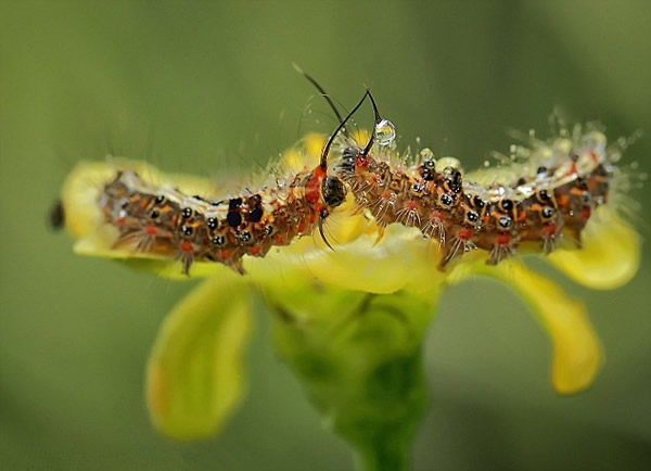 һ��ëë��ӵ�Ǵӻ����ϵ���