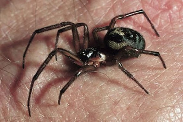 “假黑寡妇”蜘蛛