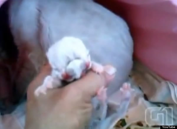 巴西诞生一只单头双面猫