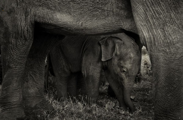 美国《国家地理》杂志要发特刊庆祝发刊125周年