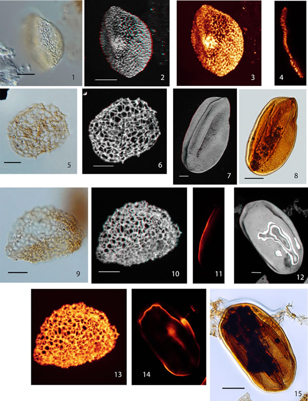 ��ʿ���ֵ�2.4����ǰ��������ʯ��ʾ���翪��ֲ��