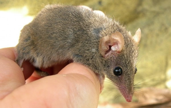 袋鼬科动物为何因交配而死