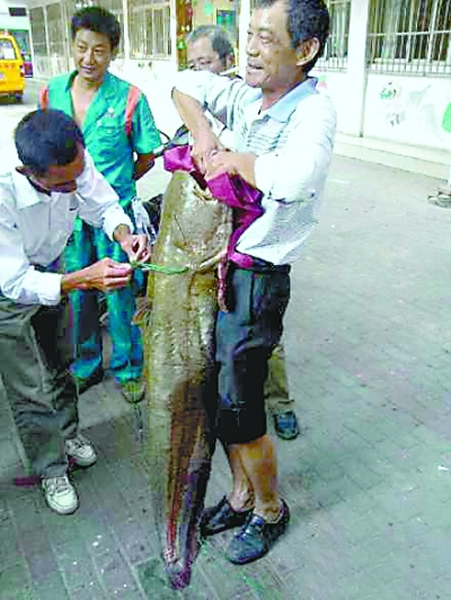 �ڳ�����������1.44�׵ľ�������