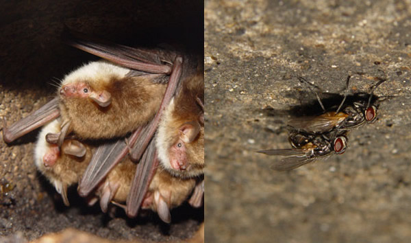 苍蝇爱爱太大声引来蝙蝠