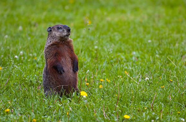 北美地区相信土拨鼠能预测春天的到来