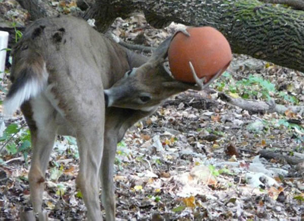 һֻС¹ͷϵĽ֮俨һֻ