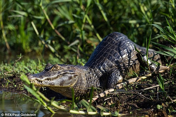 巴西沼泽发现驼背鳄鱼