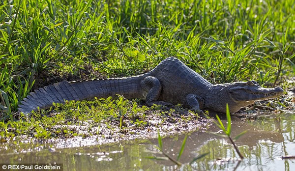 巴西沼泽发现驼背鳄鱼