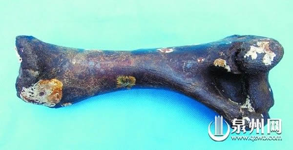 2万年前的野猪左肱骨化石