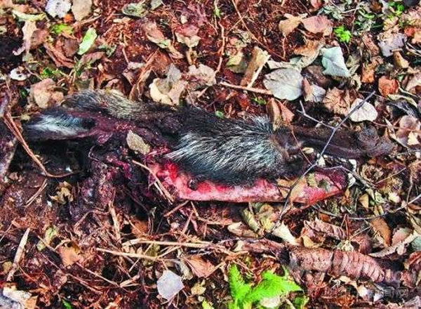 �ֳ����ֵ�Ұ��ͷ�к�