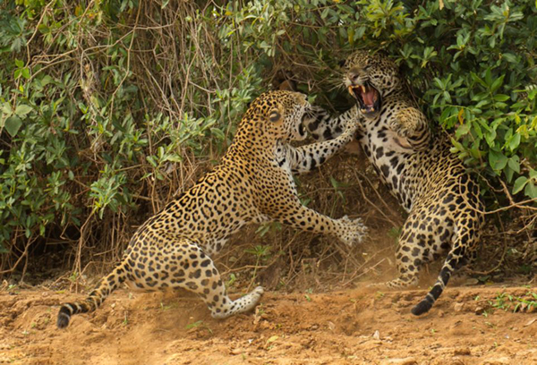 英国2013年度野生动物摄影大赛作品