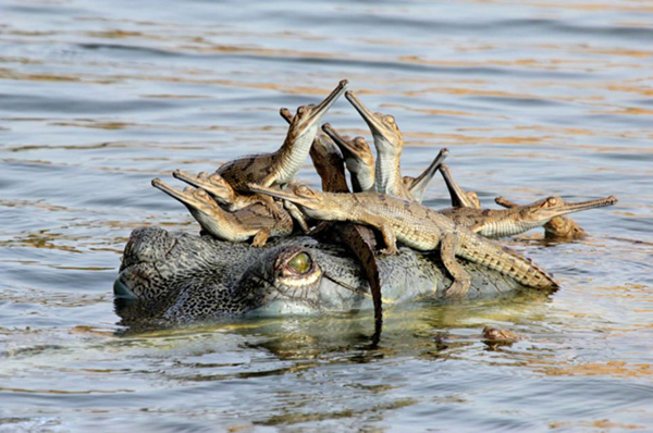 英国2013年度野生动物摄影大赛作品