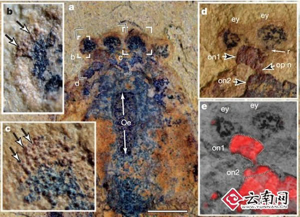 �ν���ʯȺ�з��ֺ����ʱ����֪�������Ķ���������ϵͳ