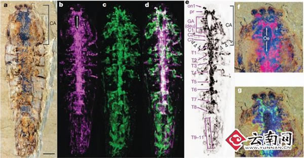 �ν���ʯȺ�з��ֺ����ʱ����֪�������Ķ���������ϵͳ