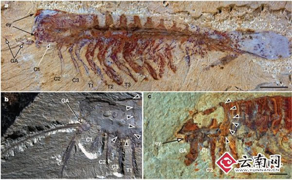 �ν���ʯȺ�з��ֺ����ʱ����֪�������Ķ���������ϵͳ