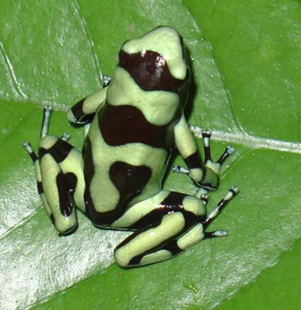 巴拿马的交叉带状树蛙(Smilisca sila)