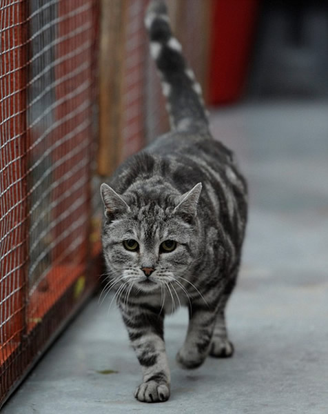 英国一只小猫走失一年在750公里外被寻回