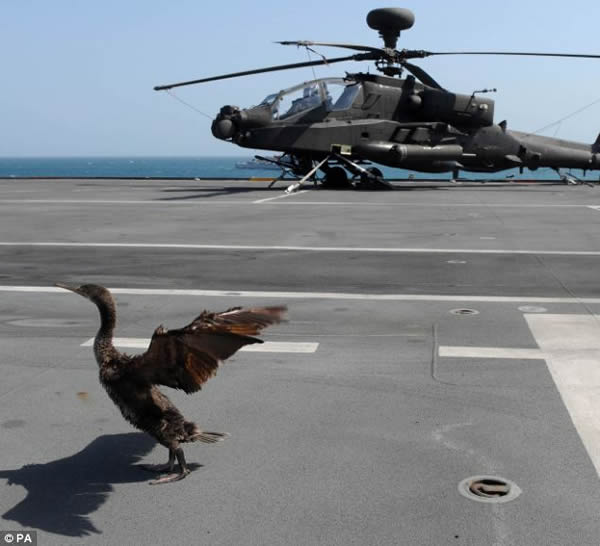 Ӣ���ʼҺ�������Ժš�����ĸ����һֻ����䵽���мװ��϶�����ѵ���Ƴ�