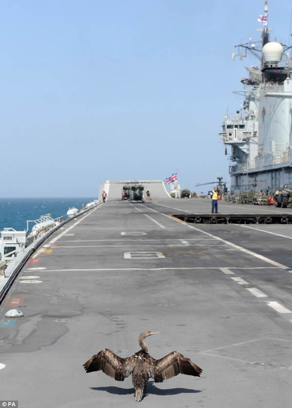 Ӣ���ʼҺ�������Ժš�����ĸ����һֻ����䵽���мװ��϶�����ѵ���Ƴ�