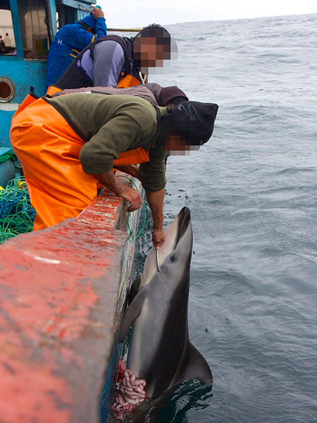 秘鲁渔民为捕鲨鱼残忍猎杀海豚当诱饵