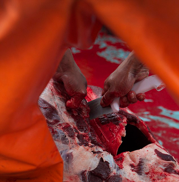 秘鲁渔民为捕鲨鱼残忍猎杀海豚当诱饵