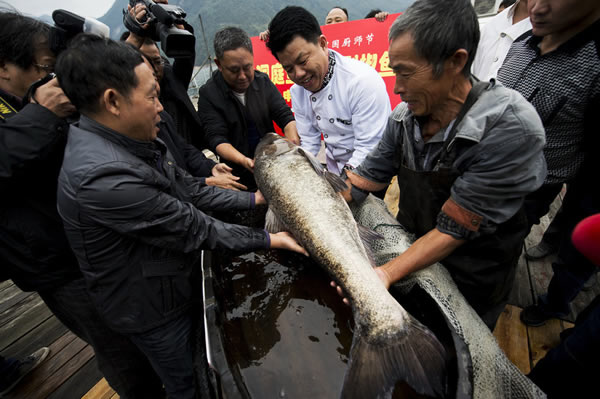 10月17日,湖南张家界慈利县江垭淡水鱼养殖场,一条重达100斤左右的“鳙鱼王”(湖南俗称雄鱼)被打捞上岸送往长沙。