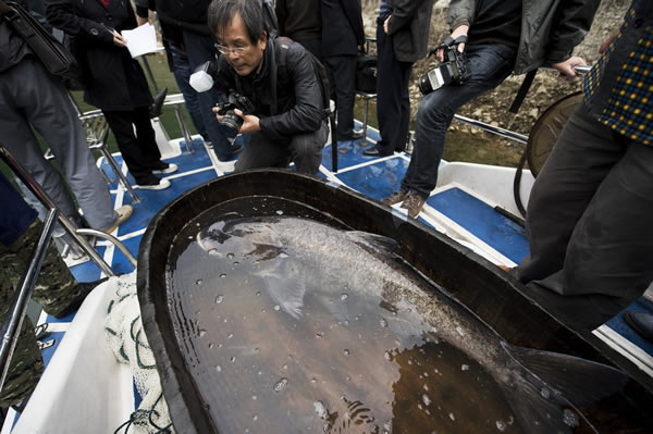 等待被宰杀的“鳙鱼王”。