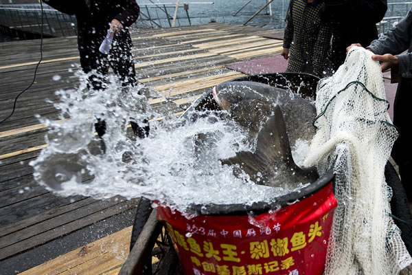 等待被宰杀的“鳙鱼王”。