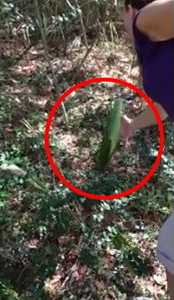 ����ɭ���﷢��һ�ꡰ��֮ҡ�ڲݡ�