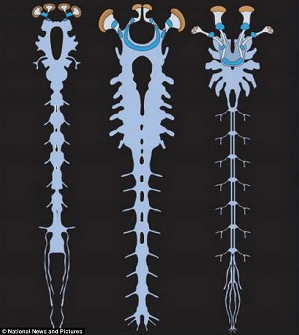 ͼAlalcomenaeusʯϵͳͼִ׵ϵͳͼЫӵϵͳ