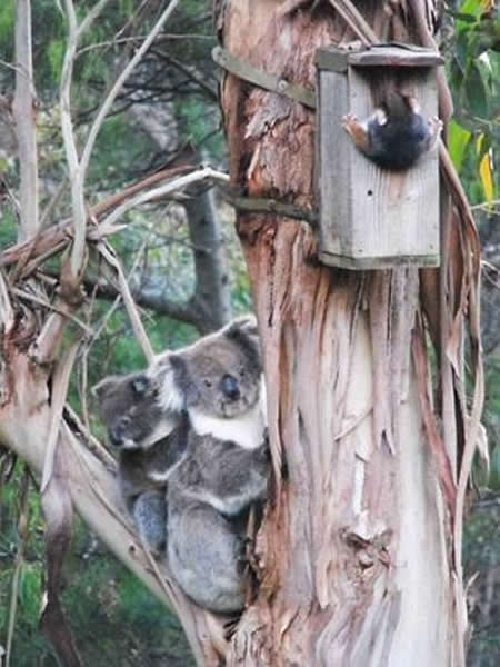 考拉母子看着肥胖负鼠费力从鸟巢中爬出