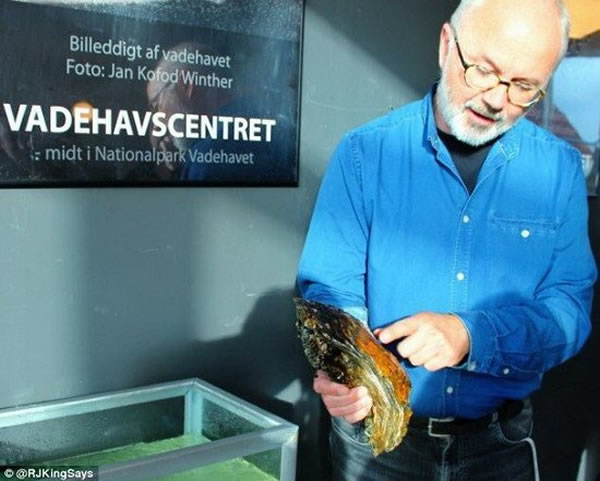 这只牡蛎仍存活着,它非常巨大,甚至在其贝壳上还长着小牡蛎