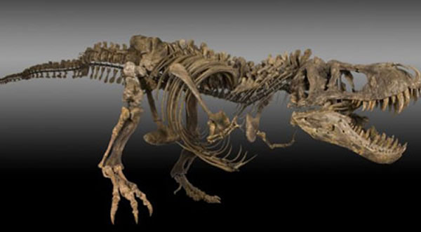 美国蒙大拿州一名农民在自家农场发现霸王龙和三角龙化石骨架“一夜暴富”