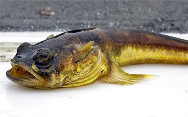 ����ͼ������������